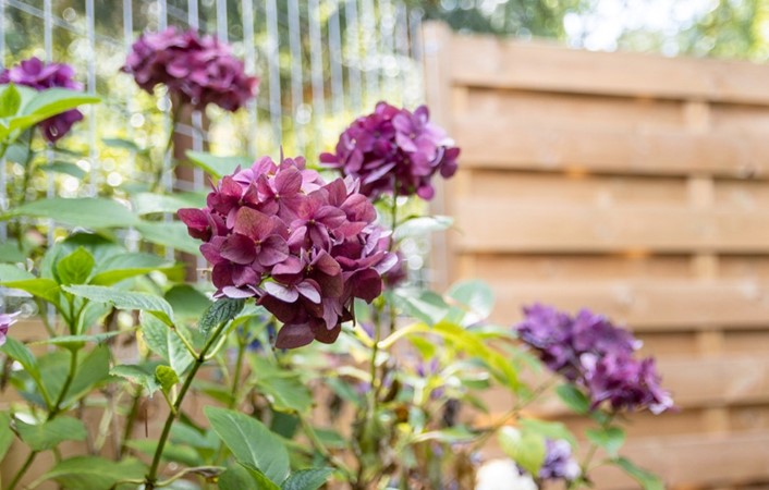 Wiekslag Smitsveen Gem Tuin1